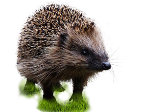 Igel